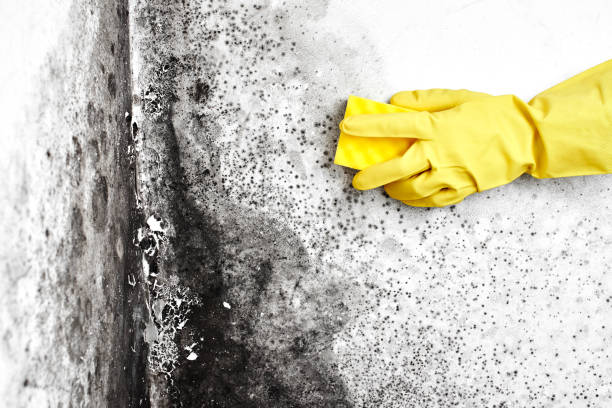 Best Fast Mold Removal  in Payson, UT