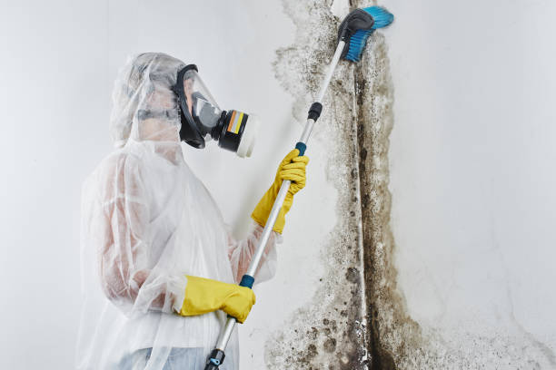 Best Residential Mold Removal  in Payson, UT