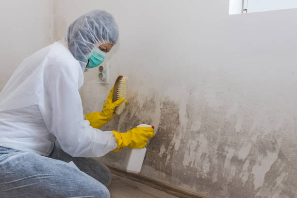 Professional Mold Removal in Payson, UT
