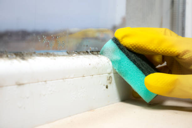 Best Commercial Mold Removal  in Payson, UT