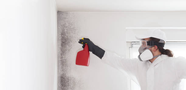 Best Local Mold Removal Service  in Payson, UT
