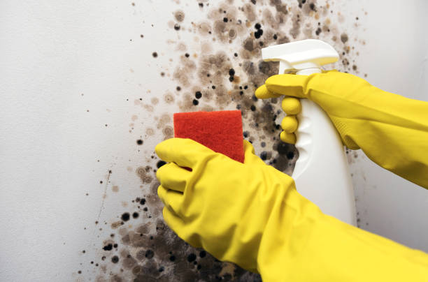 Best Best Mold Removal Companies  in Payson, UT