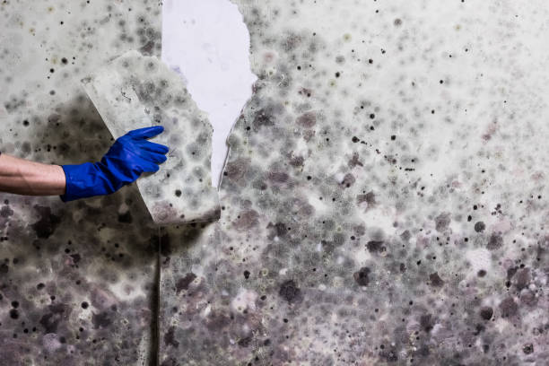 Best Mold Removal Company Near Me  in Payson, UT